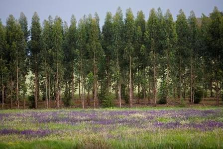 Torres Vedras discute Desenvolvimento Florestal da Região Oeste  no dia 27 de Março, pelas 14h30