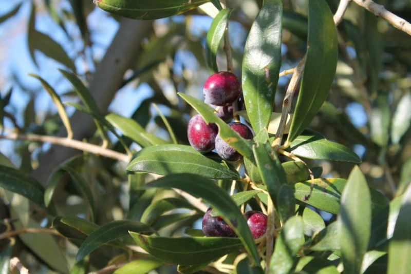 Especialista italiana vai estar na FNA18 para debater a doença Xylella fastidiosa no âmbito do WOOS – Congresso do Azeite