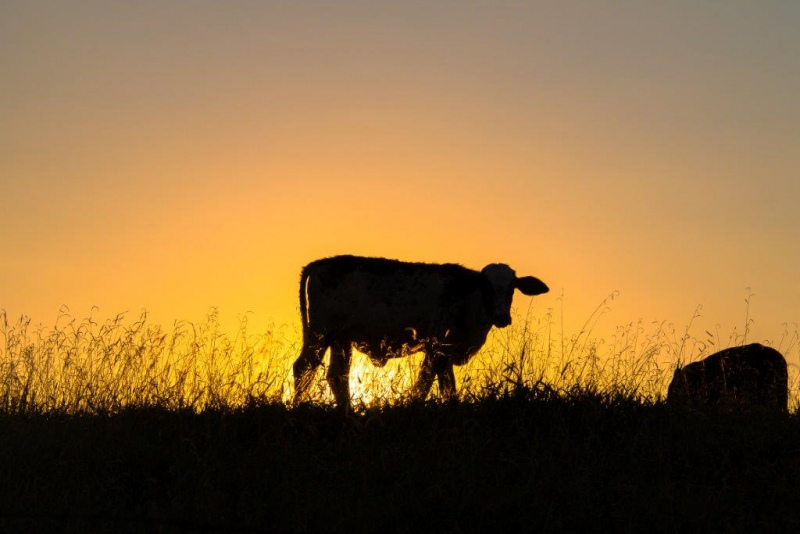 Seminário Bem-Estar Animal e Produção Pecuária no dia 22 de outubro, na sede da CAP