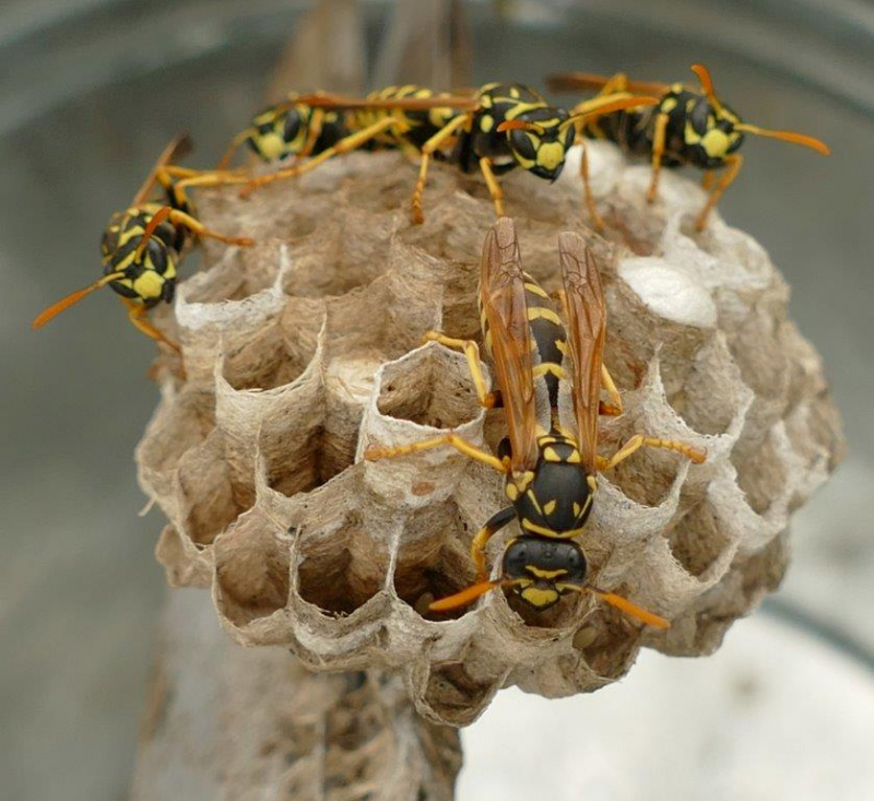 Formação sobre controlo da Vespa Velutina - Inscrições até 19 de Julho